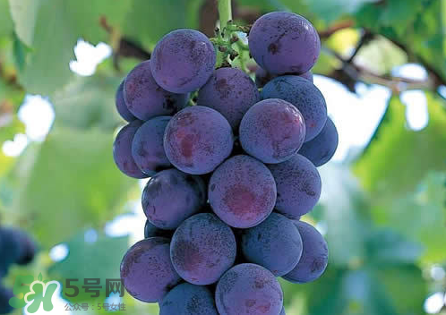 巨峰和夏黑哪個(gè)好吃？哪個(gè)貴？有什么區(qū)別？