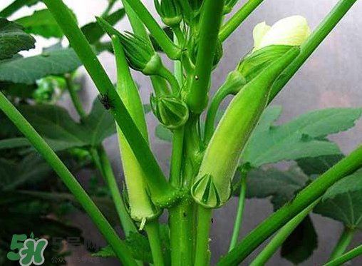 七月份可以種秋葵嗎？黃秋葵可以在7月播種嗎？