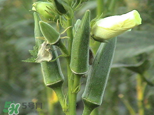 七月份可以種秋葵嗎？黃秋葵可以在7月播種嗎？