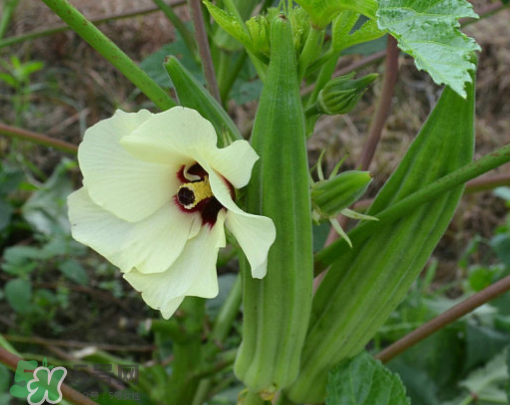 七月份可以種秋葵嗎？黃秋葵可以在7月播種嗎？