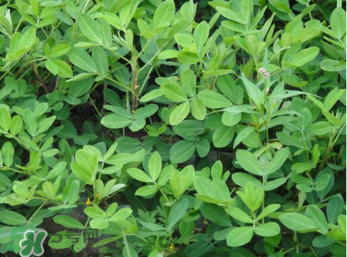 七月份可以種花生嗎？花生七月份可以種植嗎？