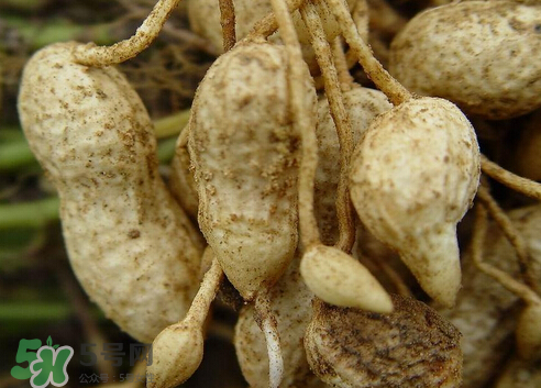 七月份可以種花生嗎？花生七月份可以種植嗎？