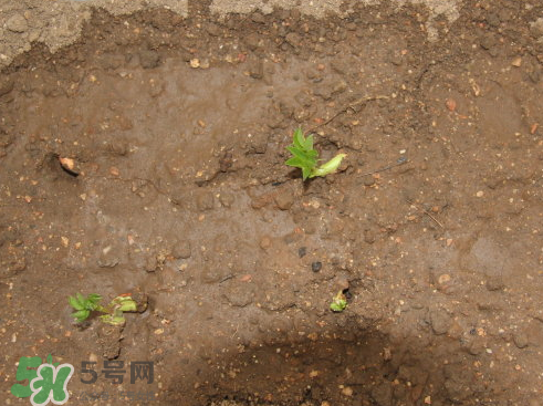 七月份可以種花生嗎？花生七月份可以種植嗎？