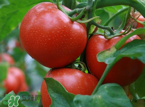 七月份能種西紅柿嗎？七月份大棚能種番茄嗎？