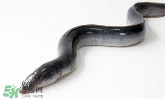 鰻魚(yú)有刺嗎？鰻魚(yú)有鱗嗎？