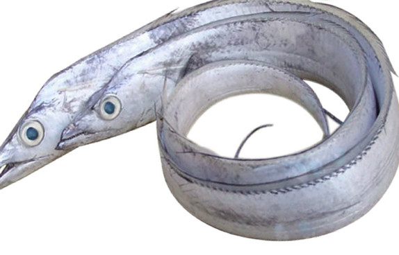 鰻魚是帶魚嗎？鰻魚和帶魚有什么區(qū)別