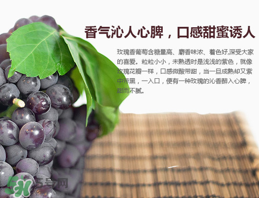 玫瑰香葡萄孕婦能吃嗎？孕婦可以吃玫瑰香葡萄嗎？