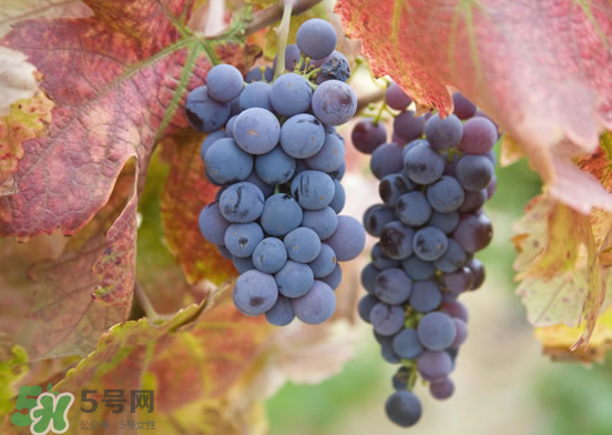 玫瑰香葡萄孕婦能吃嗎？孕婦可以吃玫瑰香葡萄嗎？