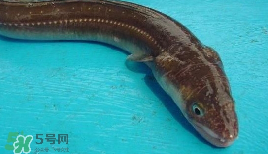 鰻魚多少錢一斤？野生鰻魚多少錢一斤