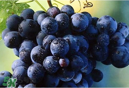 玫瑰香葡萄多少錢一斤？玫瑰香葡萄多少錢一斤2017？