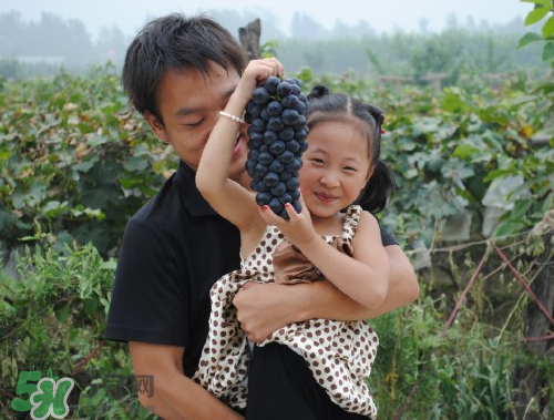 戶太八號(hào)葡萄什么時(shí)候套袋？戶太八號(hào)葡萄什么月份套袋？