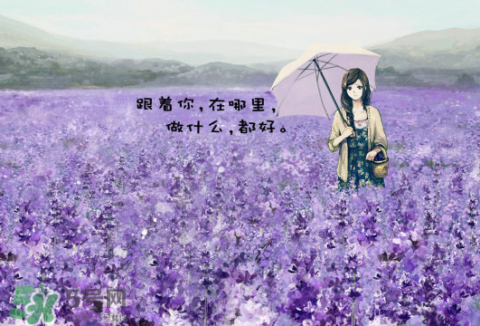 七月份還有薰衣草嗎？7月份還有薰衣草嗎？