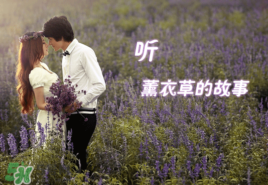 七月份還有薰衣草嗎？7月份還有薰衣草嗎？