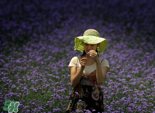 七月份還有薰衣草嗎？7月份還有薰衣草嗎？