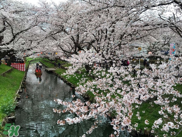 8月份去日本穿什么？八月份去日本穿什么衣服