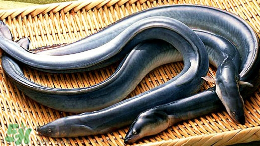 鰻魚(yú)是泥鰍嗎？鰻魚(yú)與泥鰍什么區(qū)別