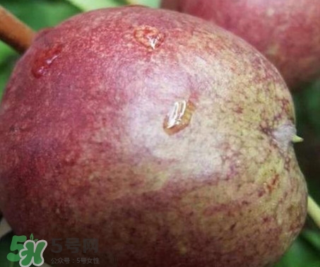 黑桃怎么做好吃？黑桃怎么吃最有營養(yǎng)價值