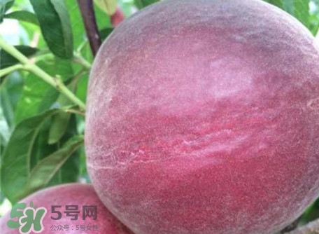 黑桃是什么水果？吃黑桃有什么好處？