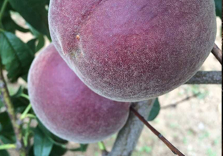 黑桃水果是什么品種？黑桃是酸性還是堿性