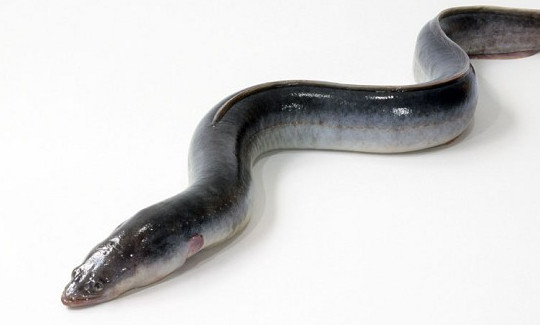 鰻魚是帶魚嗎？鰻魚和帶魚有什么區(qū)別