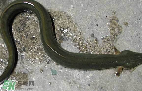 鰻魚是海鮮嗎？鰻魚是海魚嗎