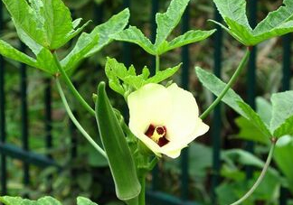 七月份可以種秋葵嗎？黃秋葵可以在7月播種嗎？