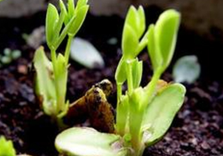 七月份可以種花生嗎？花生七月份可以種植嗎？