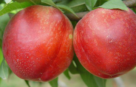 突圍桃是水蜜桃嗎？突圍桃有什么特點