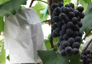 戶太八號葡萄什么時候套袋？戶太八號葡萄什么月份套袋？