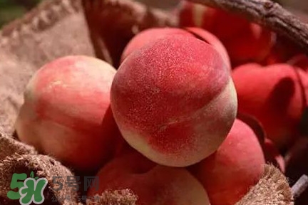 中華血桃什么時候成熟？中華血桃產(chǎn)地在哪兒