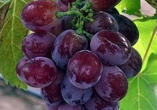 玫瑰香葡萄孕婦能吃嗎？孕婦可以吃玫瑰香葡萄嗎？