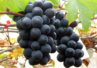 巨峰和夏黑哪個好吃？哪個貴？有什么區(qū)別？