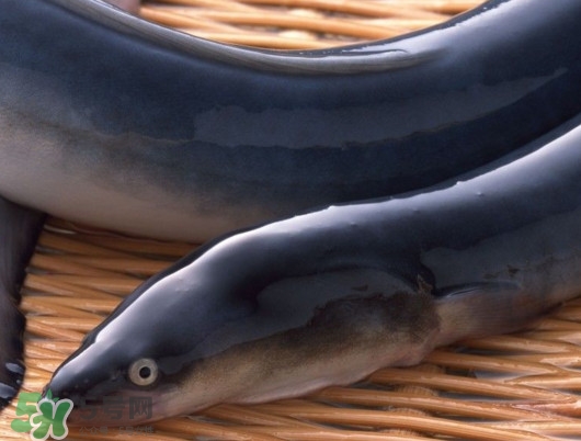 鰻魚(yú)是泥鰍嗎？鰻魚(yú)與泥鰍什么區(qū)別