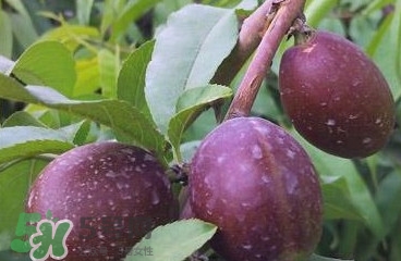 黑桃是什么水果？吃黑桃有什么好處？