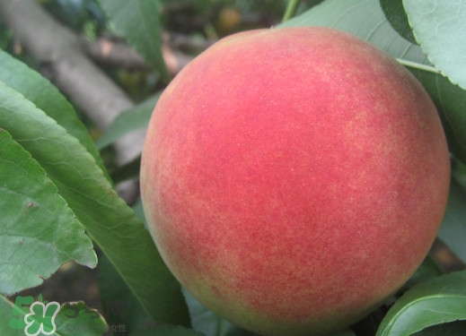 血桃和紫血桃哪個好？血桃和紫血桃的區(qū)別