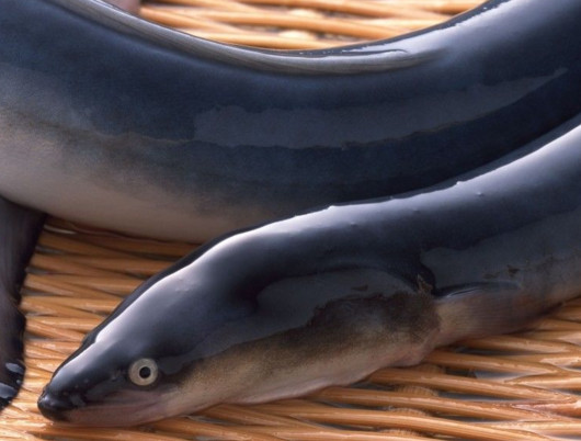 鰻魚是帶魚嗎？鰻魚和帶魚有什么區(qū)別