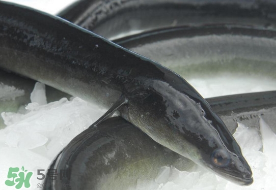 海鰻和河鰻哪個好吃？如何區(qū)分河鰻與海鰻