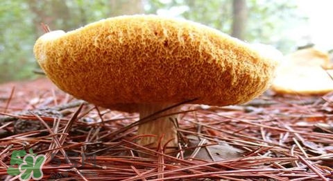 猴頭菇怎樣吃治胃?。亢镱^菇能治胃病嗎？