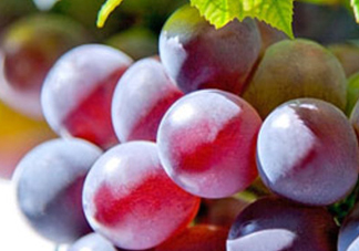 巨峰葡萄和葡萄有什么區(qū)別？巨峰葡萄是轉(zhuǎn)基因的嗎？