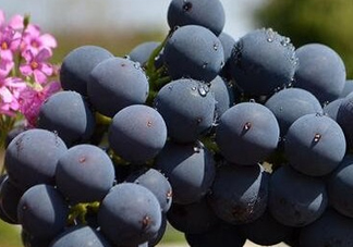 夏黑葡萄皮能吃嗎？夏黑葡萄怎么吃？