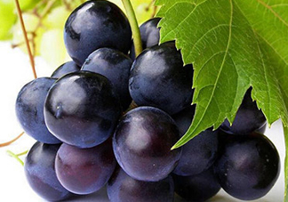 玫瑰香葡萄多少錢(qián)一斤？玫瑰香葡萄多少錢(qián)一斤2017？