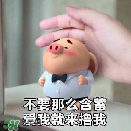 豬小屁表情包是什么？豬小屁表情包為什么這么火？