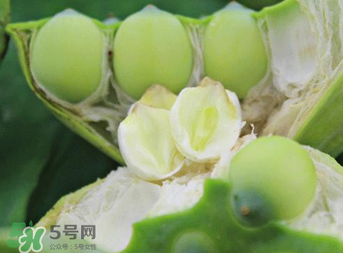 蓮蓬可以泡水喝嗎？蓮蓬泡水的功效與作用