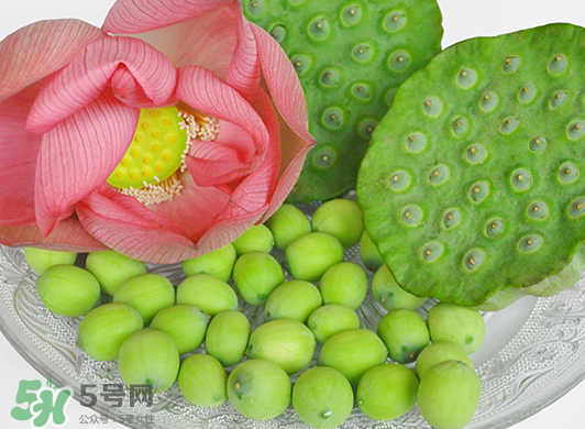 蓮蓬是水果嗎？蓮蓬是水果還是蔬菜？