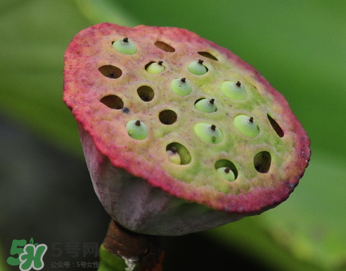 吃蓮蓬長胖嗎？吃蓮蓬會胖嗎？