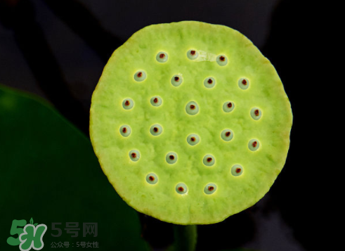 吃蓮蓬長胖嗎？吃蓮蓬會胖嗎？