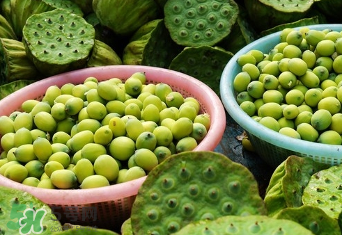 吃蓮蓬長胖嗎？吃蓮蓬會胖嗎？