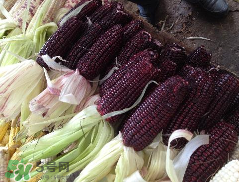 紫玉米會掉色嗎？紫玉米怎么會掉色？