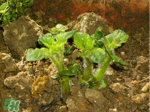 7月份能種土豆嗎？土豆7月怎樣種植？