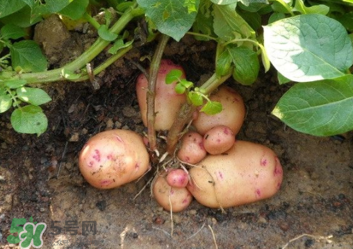 7月份能種土豆嗎？土豆7月怎樣種植？